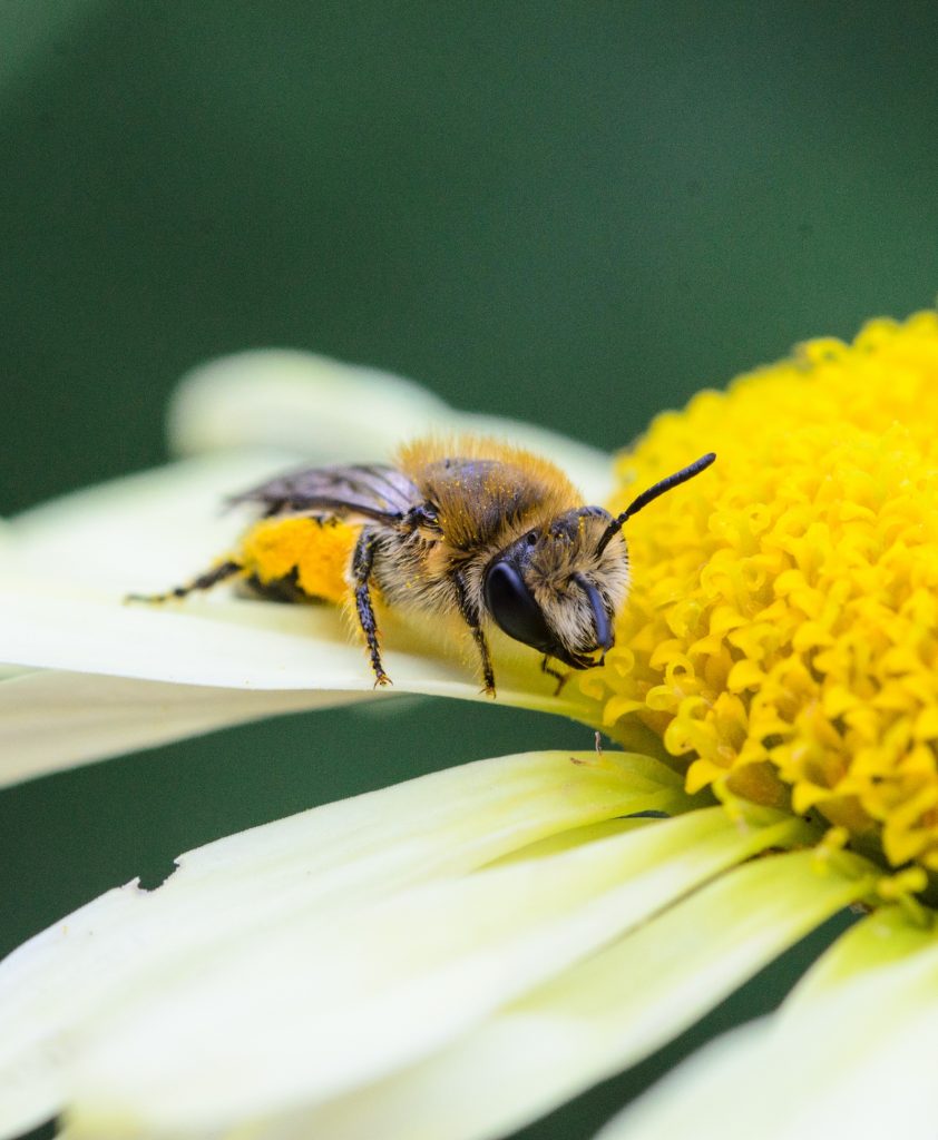 The image representing the Niche service, Biodiversity and sustainability services