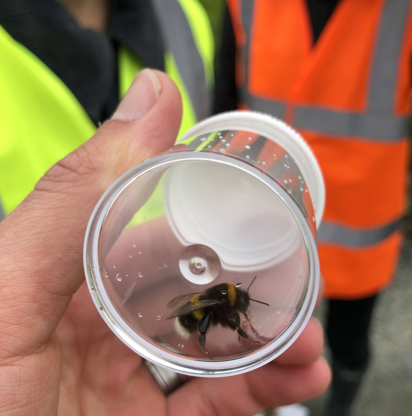 The image representing the page, Services for, Niche.