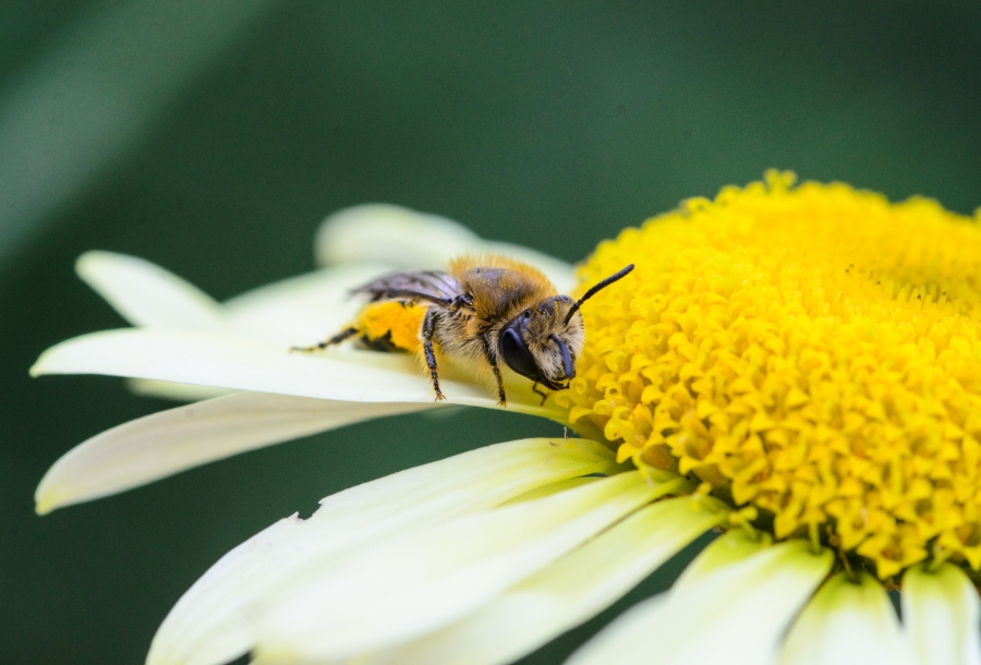 A photograph representing the Niche service, Biodiversity & sustainability services